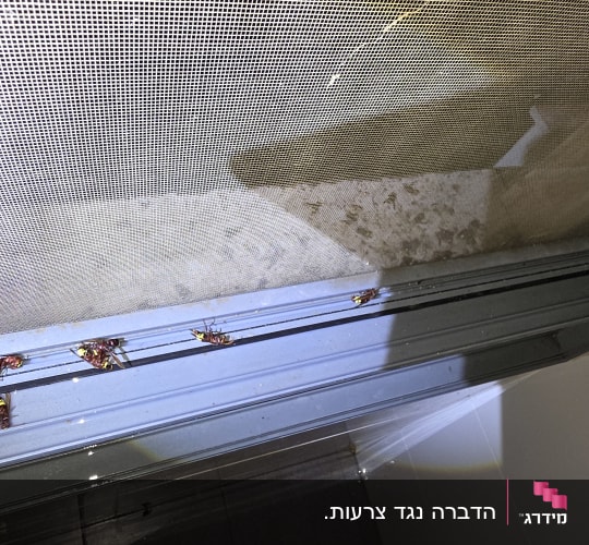 חרקים מתים על מסילה ליד חלון